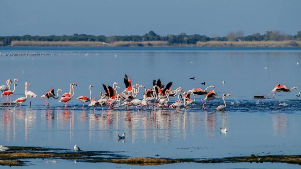 Stella Di Mare - Ca Savio Apartman Cavallino-Treporti Kültér fotó